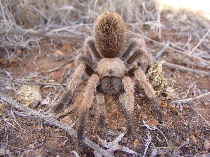 Aphonopelma sp.