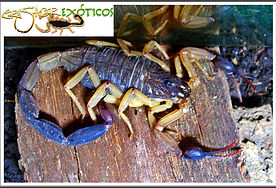 Centruroide margaritatus