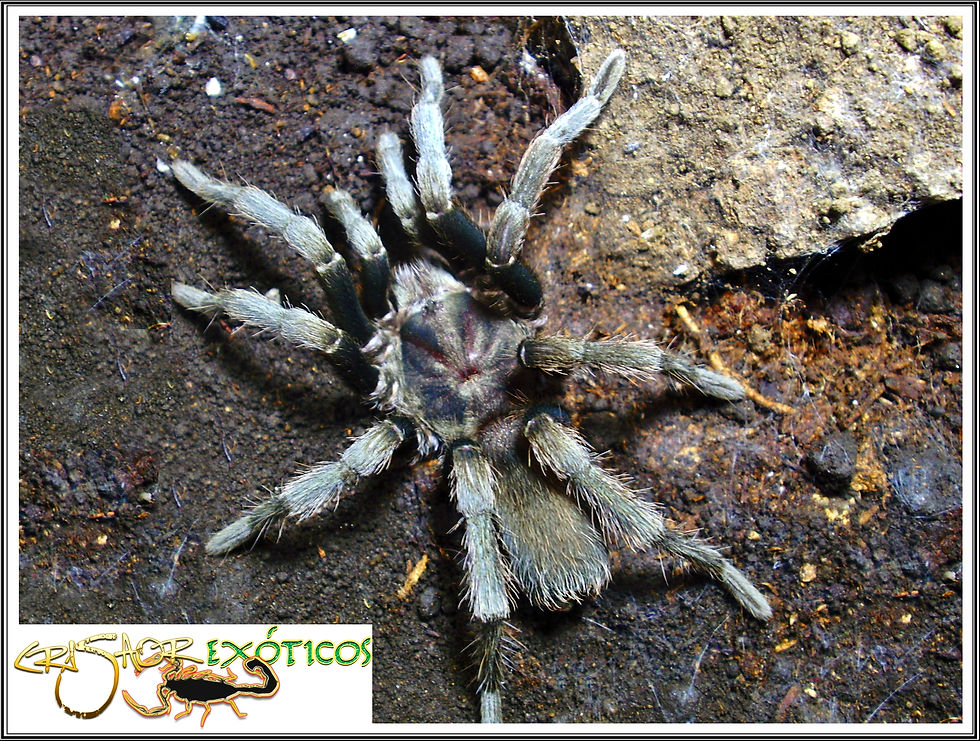 Hemirrhagus chilango