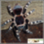 Acanthoscurria geniculata