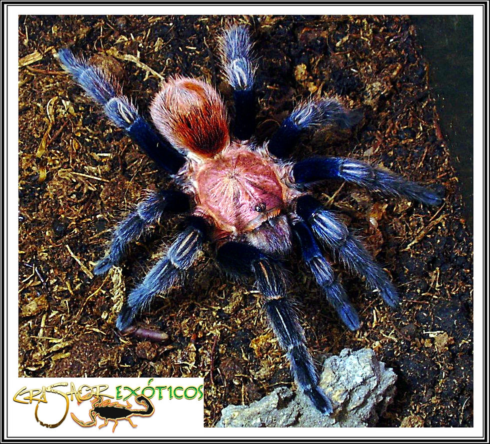 Bonnetina sp.