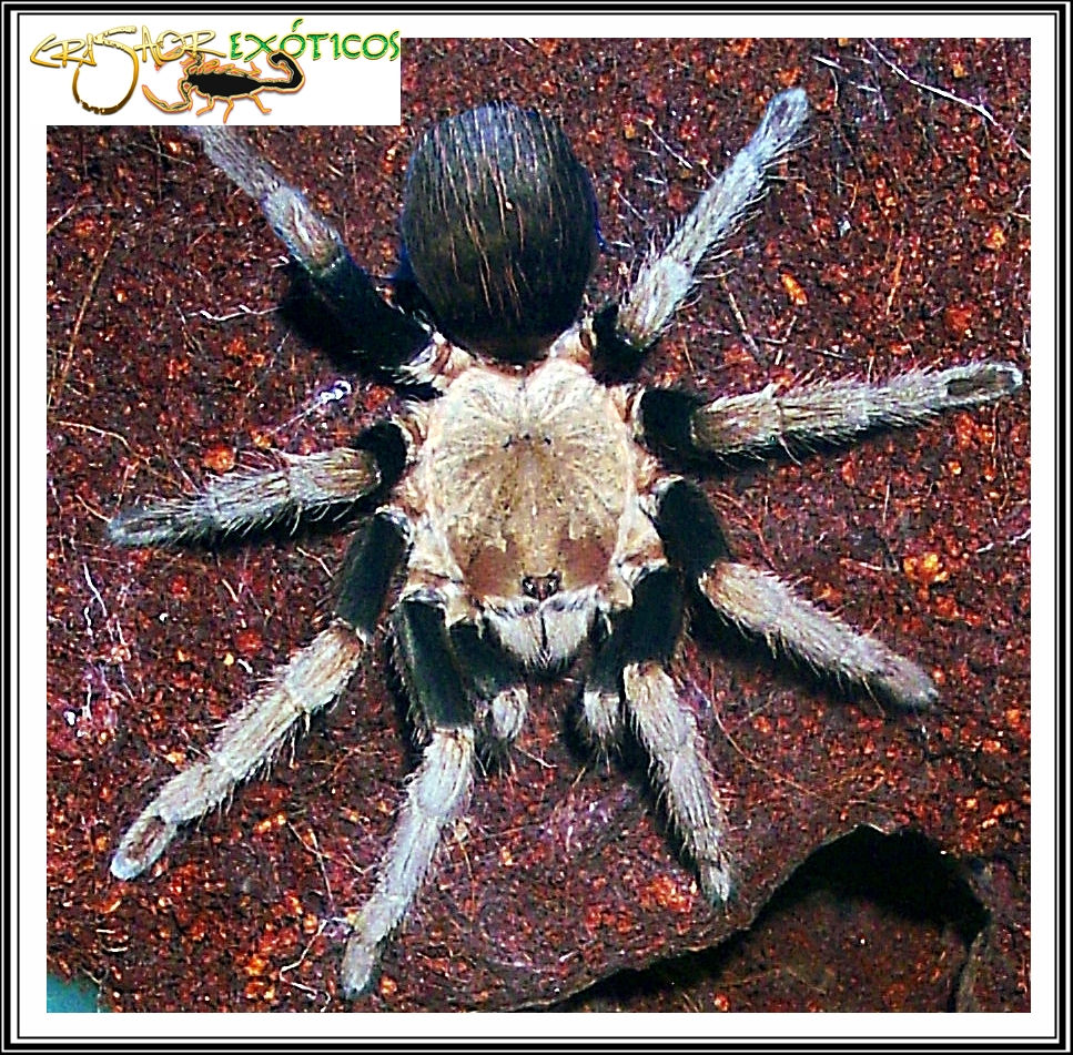 Crassicrus sp.