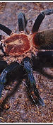 Neoholothele sanguiniceps