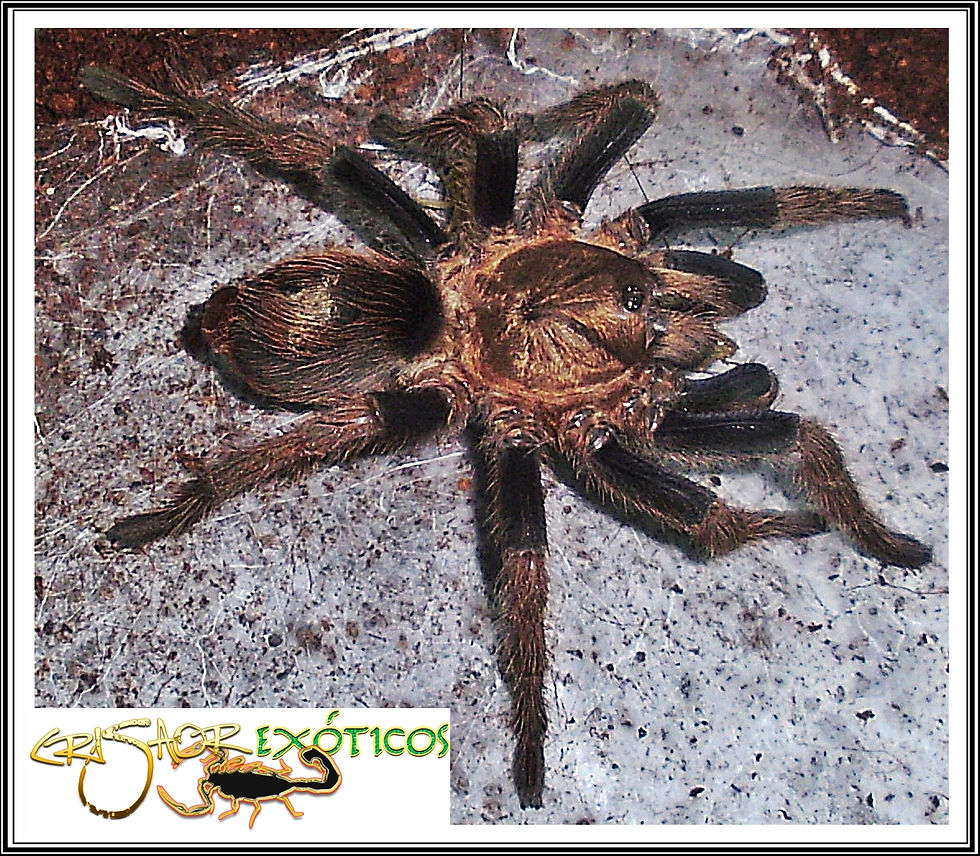 Pos Schizopelma/Bonnetina sp.
