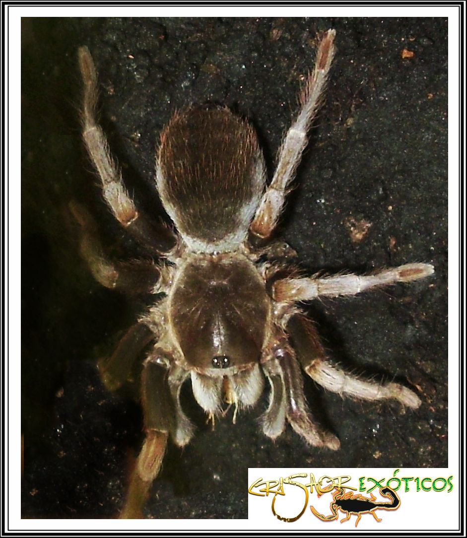 Pos. Citharacanthus sp.