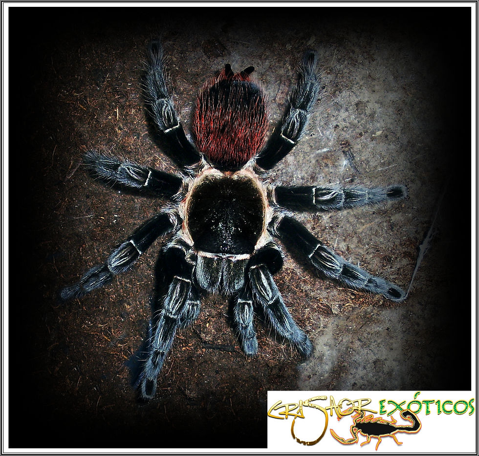 Tliltocatl vagans