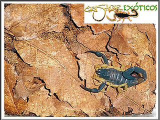 Centruroides margaritatus