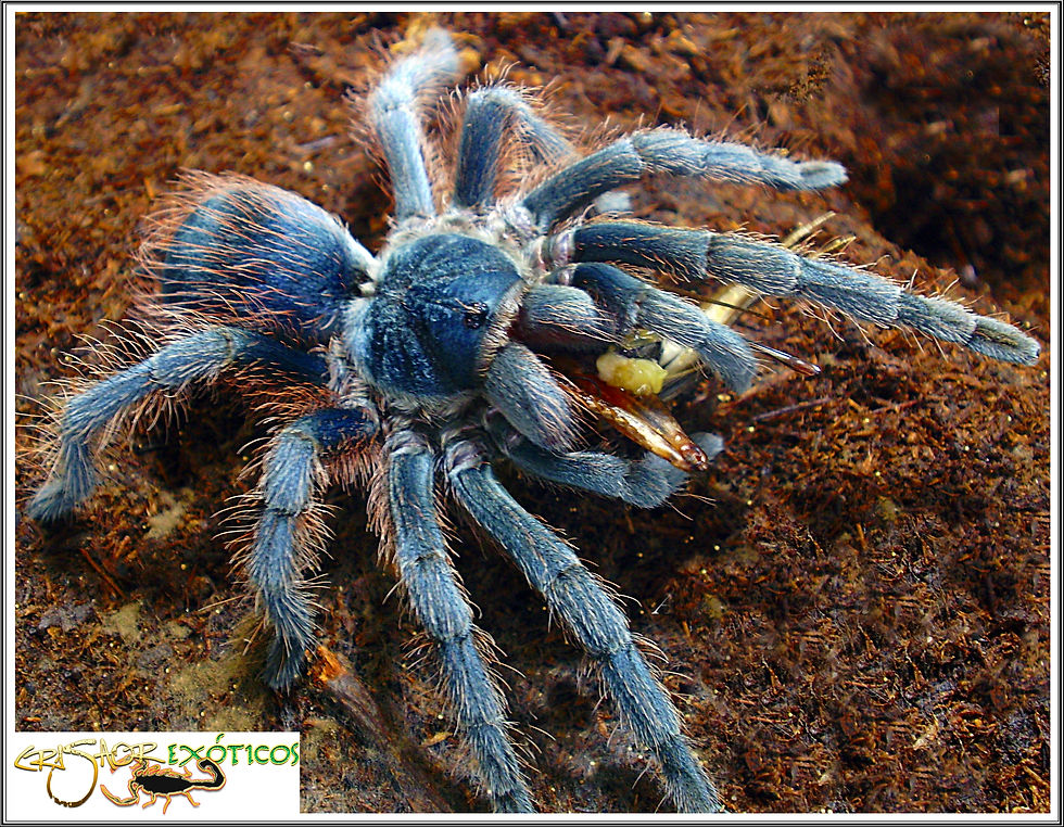 Aphonopelma sp.