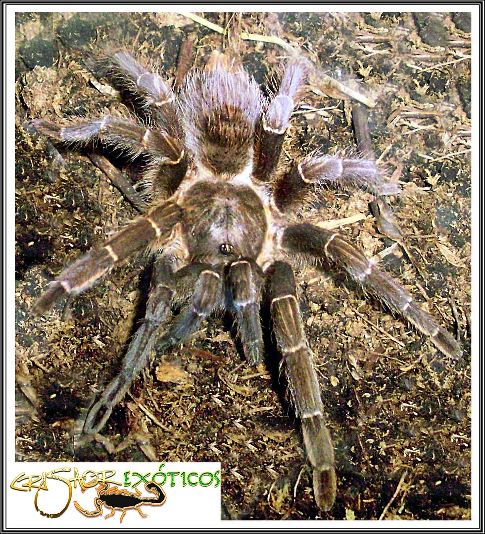 aphonopelma sp.