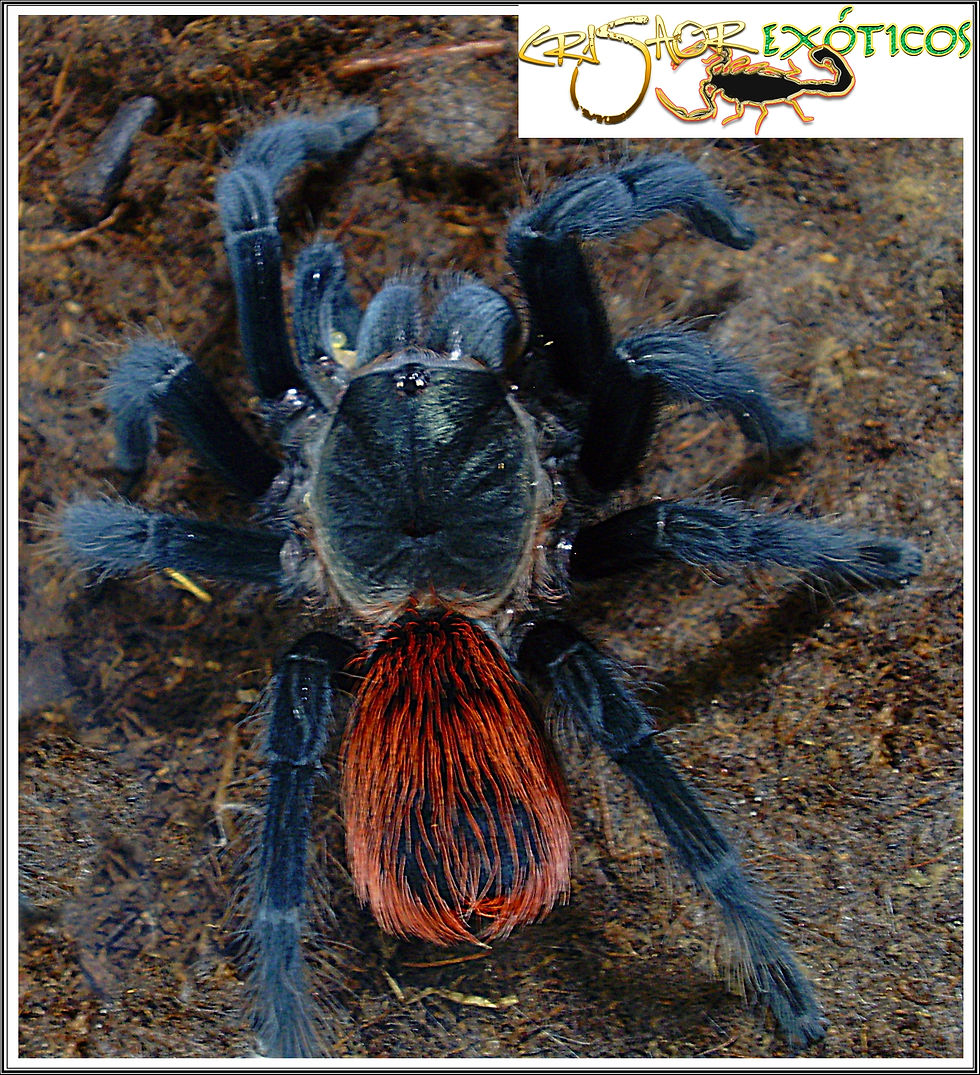 Tliltocatl sp.