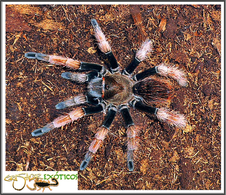 Aphonopelma sp.
