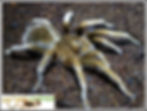 Acentropelma sp.