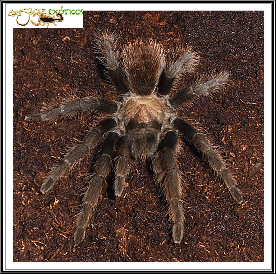 Aphonopelma sp.