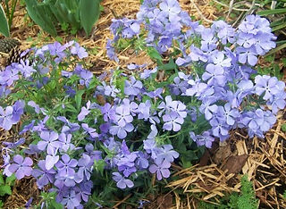 Phlox divaricata