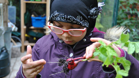 Harvesting food from the garden 2020