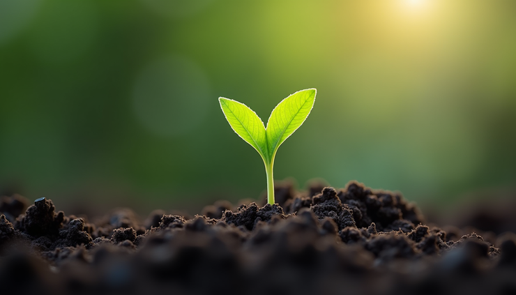 Close-up view of a small green sprout emerging from soil