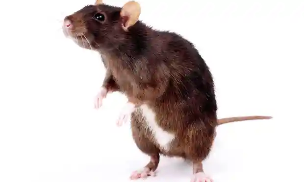 A-brown-rat-014.webp