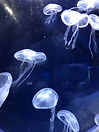 IMG_1926.jpeg