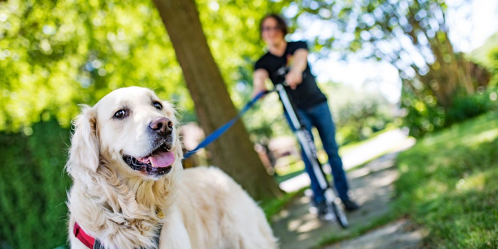 A tilted photo of a smiling, white golden retriever on a sidewalk with the background blurry. A blue leash extends from the dog's neck to a person on a scooter who is blurry.