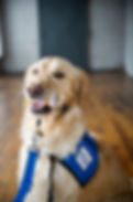 A golden retriever sits with a prescription bottle in their mouth, a blue leash hangs off a tan head halter, and they are wearing a service dog in training vest