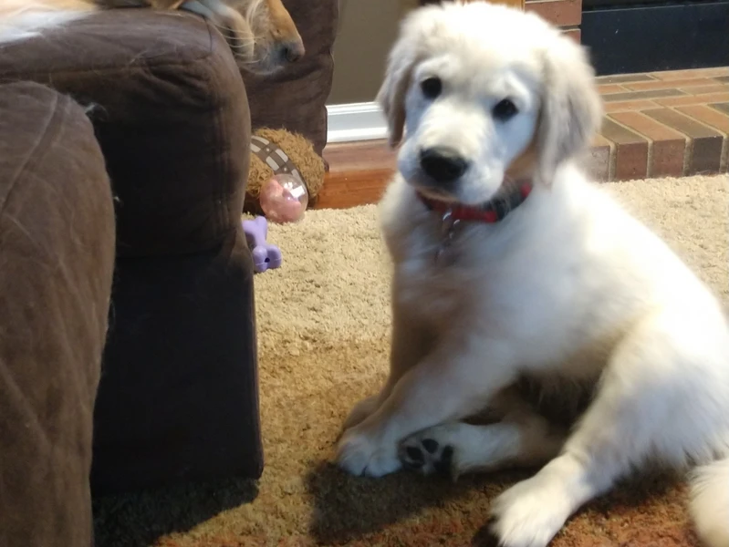 A photo of a white golden retriever puppy sitting awkwardly next to the edge of a brown couch.