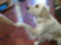 A white golden retriever sits on a dark wood floor, one paw up and in a human's hand in a "handshake"