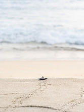 Turtle Hatchling's first sight of a new home