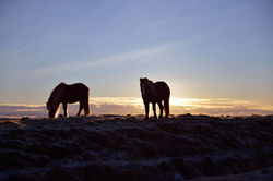 Icelandic Poneys