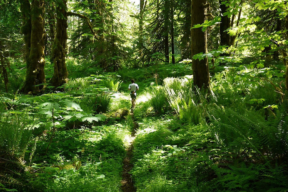 Trail Runs
