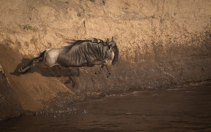 wildebeest, zebra, Africa, migration, masai mara, wildlife, dust,  nature, great migration, Kenya, dust