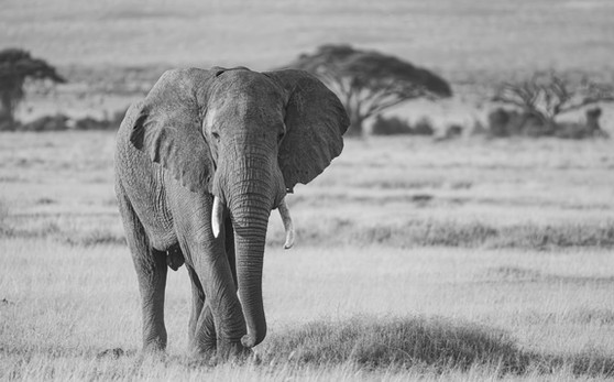 Elephant, Amboseli, kenya, safari