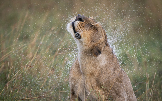 lion, lioness, wildlife, Africa, Kenya, Masai mara, wildlife photography, rain, wet, shake, lioness