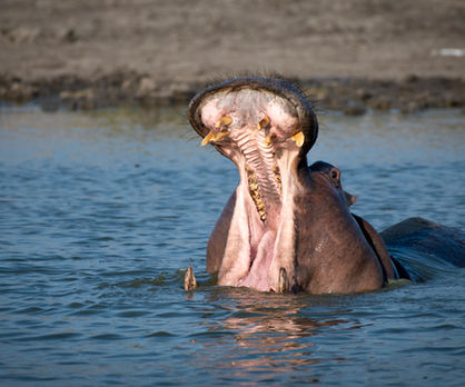 hippo, hippopotamus, teeth, wildlife, wilderness, South Africa, Sabi Sands, savanna, African bush, sunset, African sunset, game reserve, nature, animals, earth, creation, 
