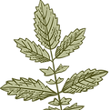 Leafy Plant Illustration