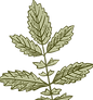 Botany 