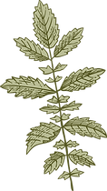 Botany