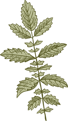 Botany