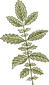 Botany