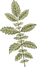 Botany 