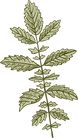Botany