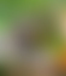 Embracing Nature: The Art of Wildcrafting