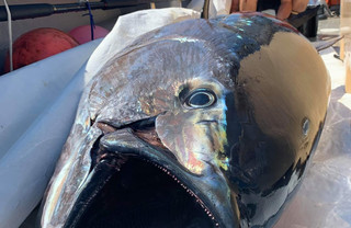 Casco Bay Tuna Tournament 2022