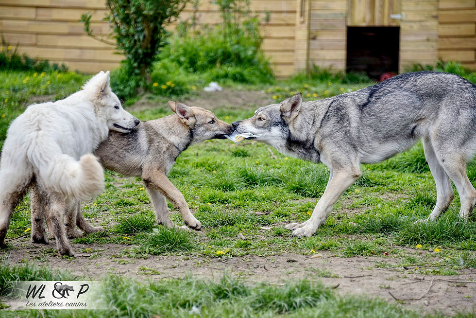 DSC_0944