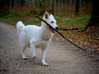 Quel âge à mon chien?