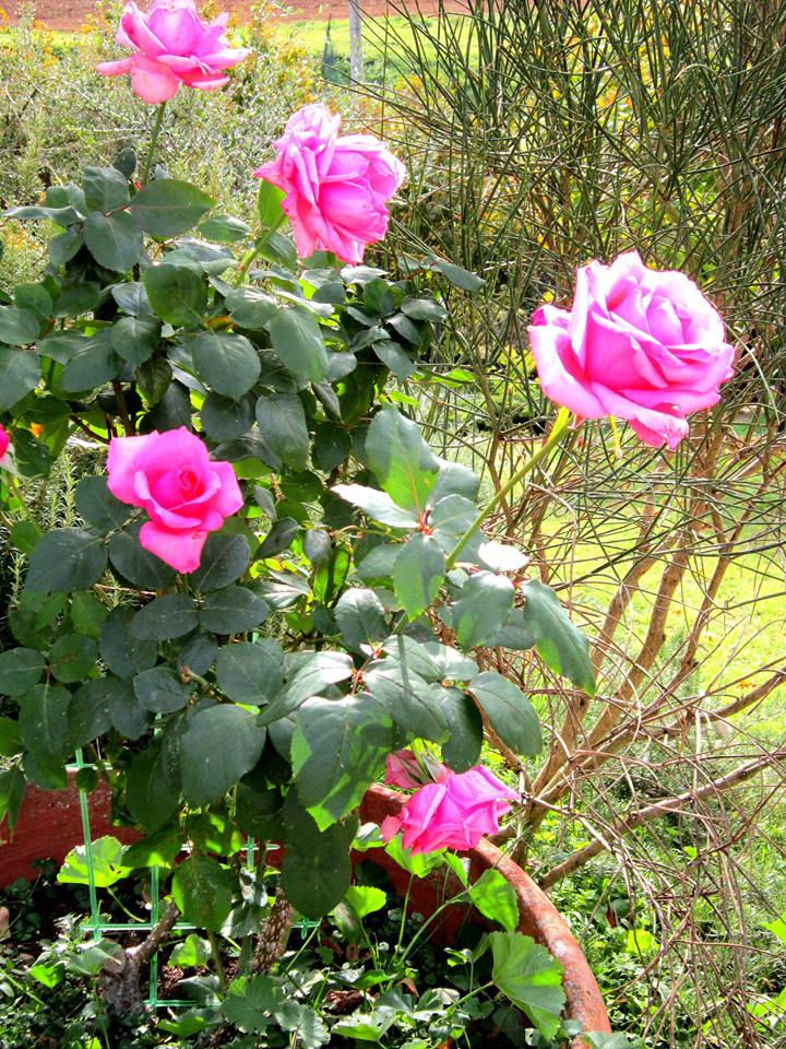 rose fucsia