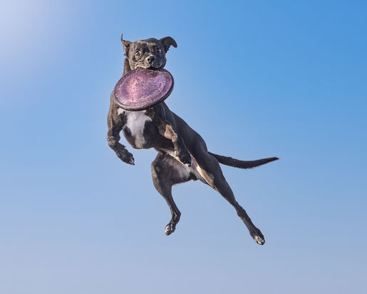 Athletic black dog jumping to catch a purple flying disc