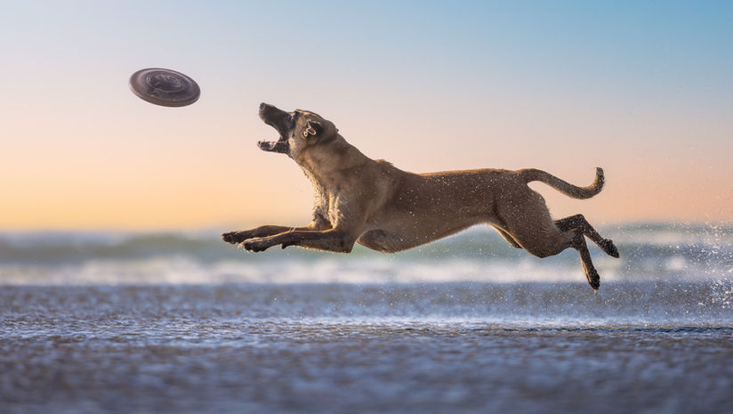 German shepherd leaping over ocean water toward a flying disc