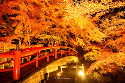 河鹿橋紅葉ライトアップ