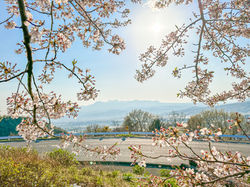 榛名山と桜