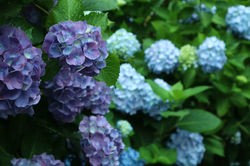 梅雨と紫陽花